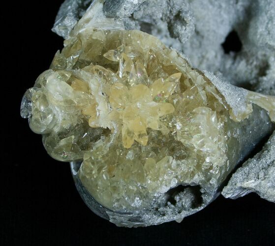 Partial Fossil Whelk With Golden Calcite Crystals #6050